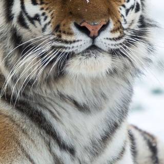 Tiger iPhone 4k wallpaper