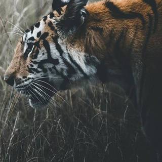Tiger iPhone 4k wallpaper