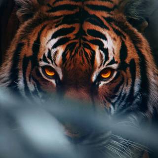 Tiger iPhone 4k wallpaper