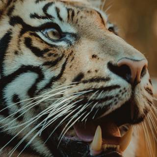 Tiger iPhone 4k wallpaper