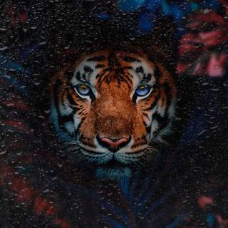 Tiger iPhone 4k wallpaper