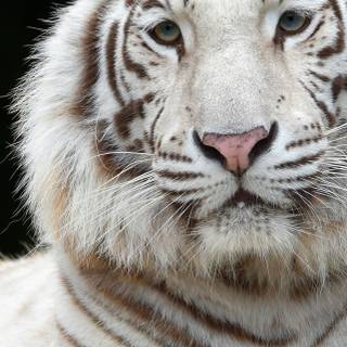 Tiger iPhone 4k wallpaper