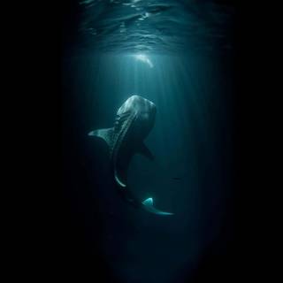 Scary water wallpaper