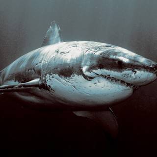 Scary water wallpaper