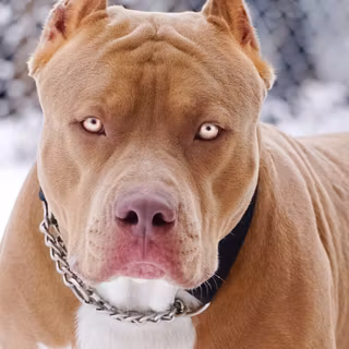 Brown Pitbull wallpaper