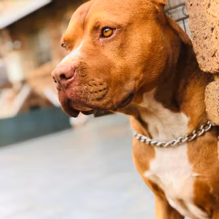 Brown Pitbull wallpaper