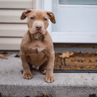Brown Pitbull wallpaper