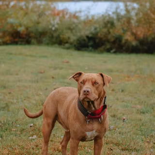 Brown Pitbull wallpaper