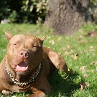 Brown Pitbull wallpaper