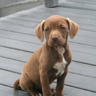 Brown Pitbull wallpaper