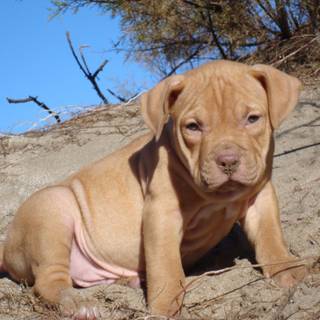 Brown Pitbull wallpaper