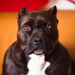 Brown Pitbull wallpaper