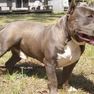 Brown Pitbull wallpaper