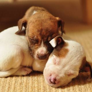 Brown Pitbull wallpaper