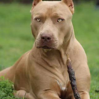 Brown Pitbull wallpaper