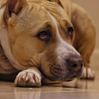 Brown Pitbull wallpaper