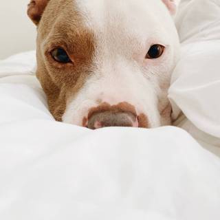 Brown Pitbull wallpaper