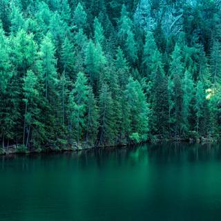 Lakes with trees wallpaper
