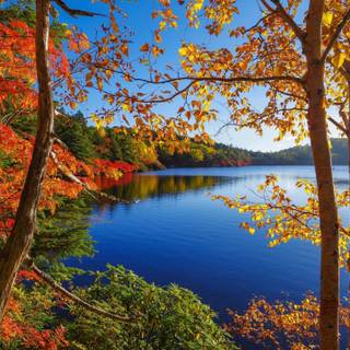 Lakes with trees wallpaper