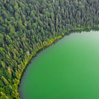 Lakes with trees wallpaper