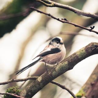 Long-tailed tit wallpaper