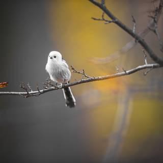 Long-tailed tit wallpaper