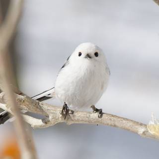 Long-tailed tit wallpaper