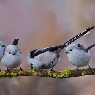 Long-tailed tit wallpaper