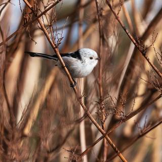 Long-tailed tit wallpaper