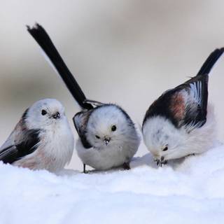 Long-tailed tit wallpaper