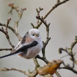 Long-tailed tit wallpaper