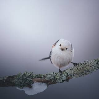 Long-tailed tit wallpaper