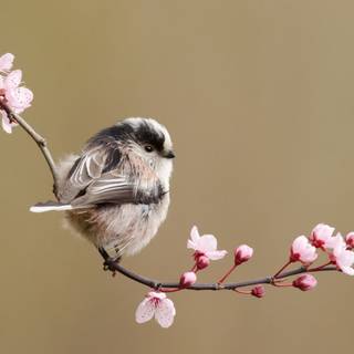 Long-tailed tit wallpaper