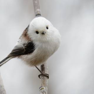 Long-tailed tit wallpaper