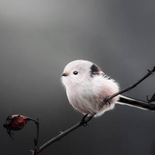 Long-tailed tit wallpaper