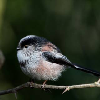 Long-tailed tit wallpaper