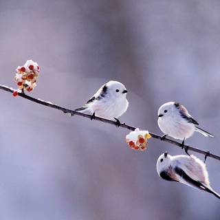 Long-tailed tit wallpaper