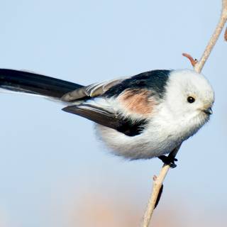 Long-tailed tit wallpaper