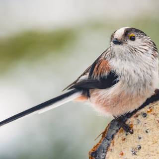 Long-tailed tit wallpaper