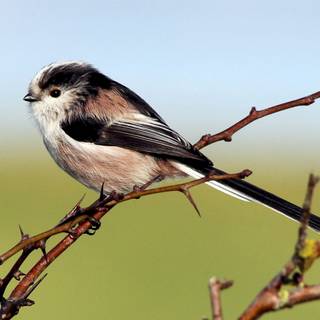 Long-tailed tit wallpaper