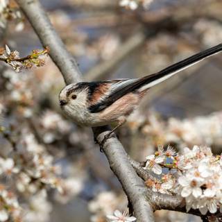 Long-tailed tit wallpaper