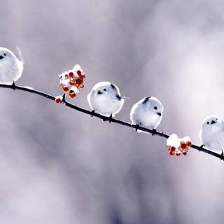 Long-tailed tit wallpaper