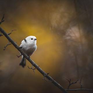Long-tailed tit wallpaper
