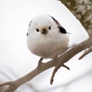 Long-tailed tit wallpaper