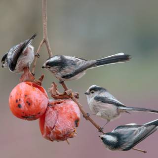 Long-tailed tit wallpaper