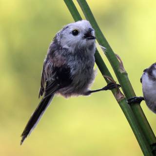 Long-tailed tit wallpaper