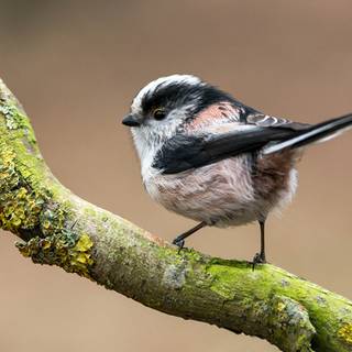 Long-tailed tit wallpaper