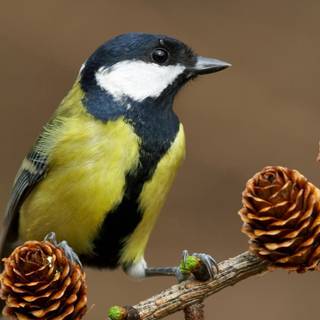 Long-tailed tit wallpaper