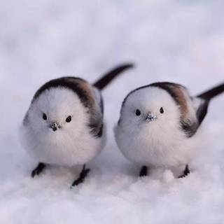 Long-tailed tit wallpaper