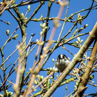 Long-tailed tit wallpaper